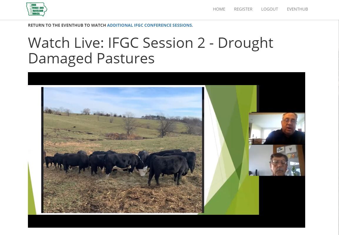 Grazing after drought 1.JPG